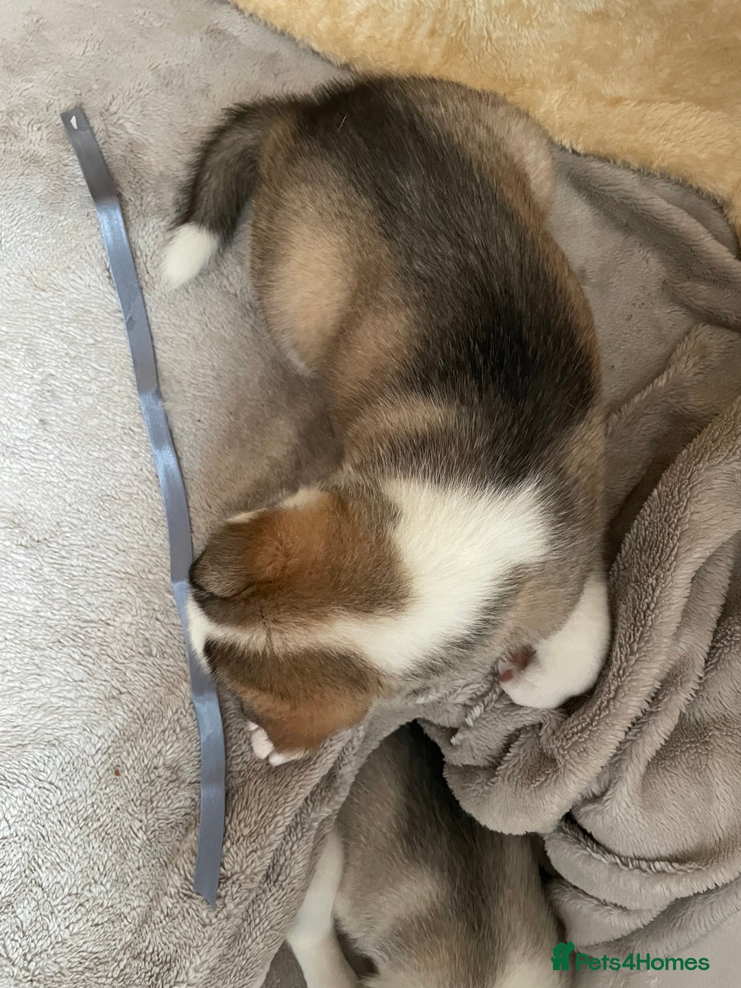 Siberian Husky dogs for sale: Siberian Husky Puppies  - Advert 37