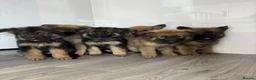 German Shepherd dogs for sale: Beautiful  German Shepherd puppies in Cradley Heath - Advert 2