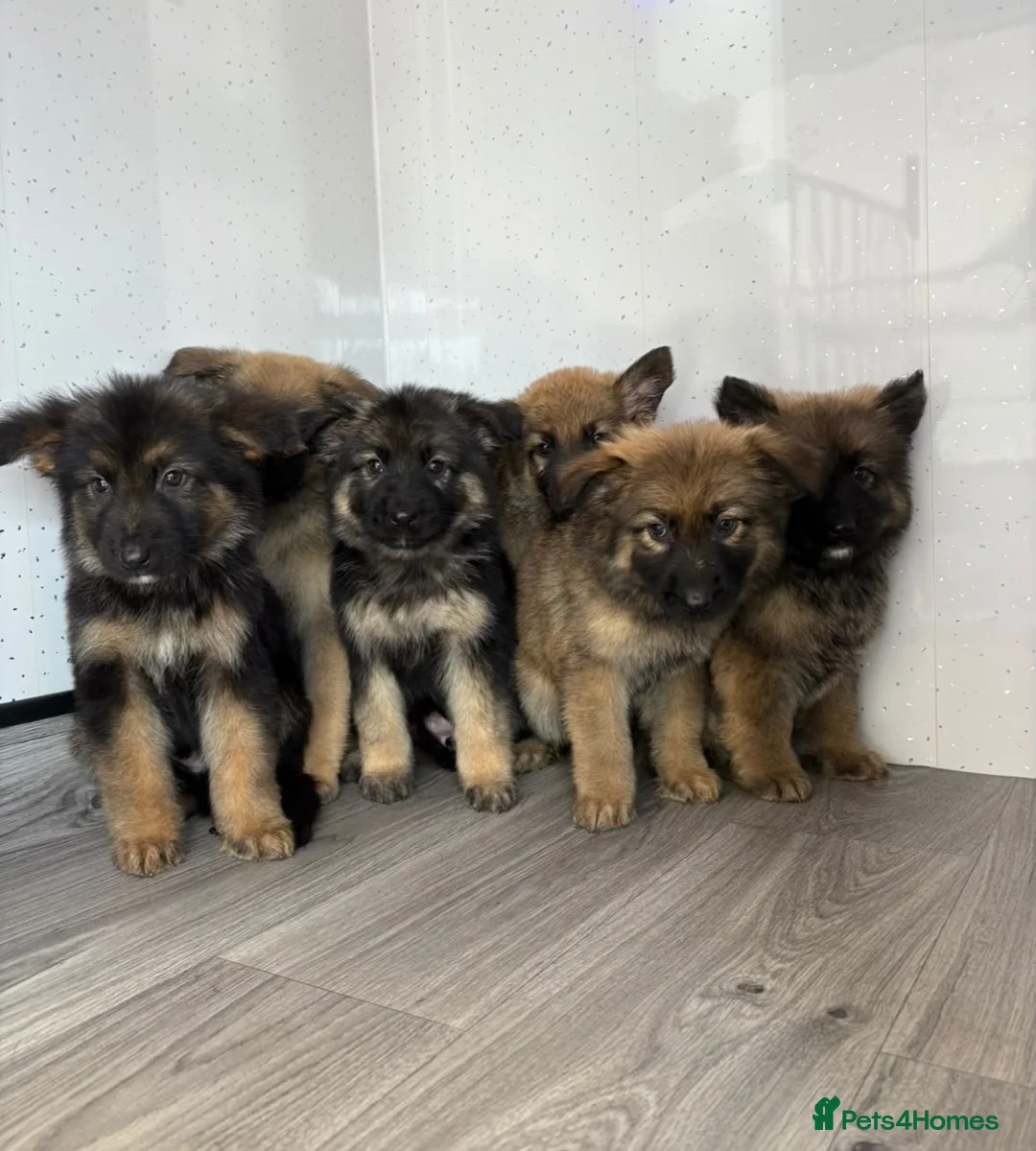 German Shepherd dogs for sale: Beautiful  German Shepherd puppies in Cradley Heath - Advert 2
