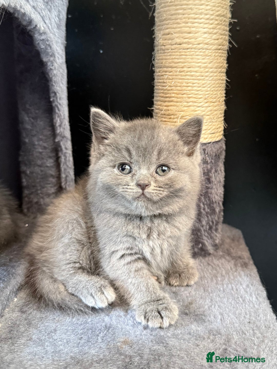 British Shorthair cats for sale: 2 Girls 3 Boys British Shorthairs - Image 2