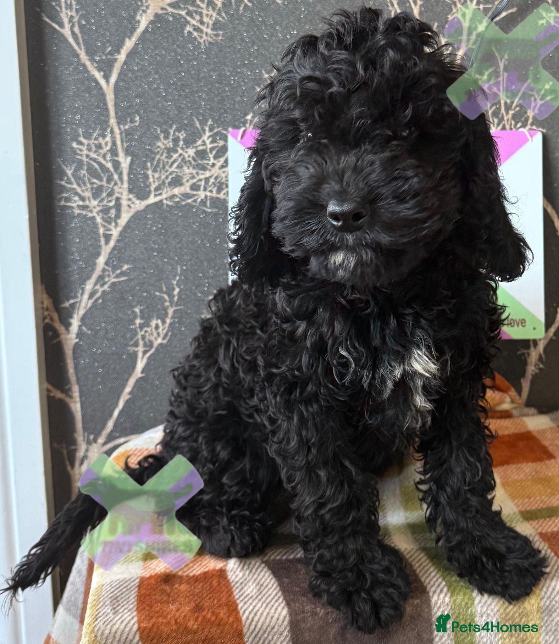 Cockapoo dogs F1 MINI COCKAPOO boy 30 dna tested - Advert 2