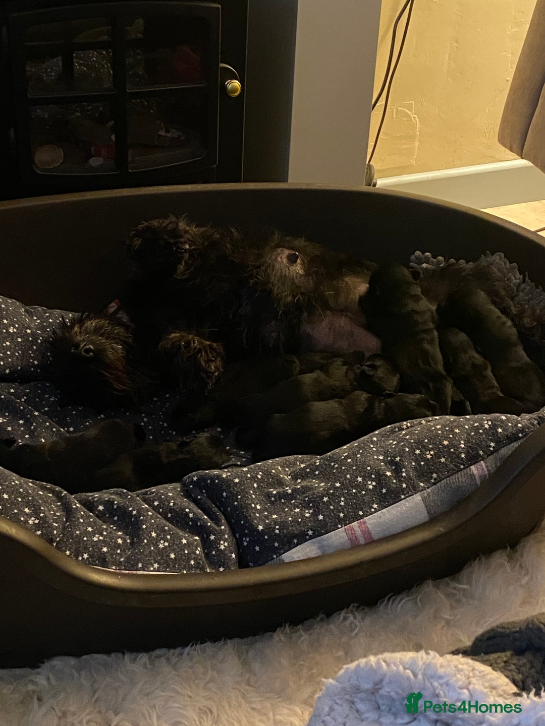 Scottish Terrier dogs for sale: Scottish terriers puppies - Advert 12