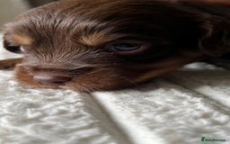 Jackapoo dogs for sale: 🐶🐾 F1 Minature Jackapoos 🐶🐾 - Image 21