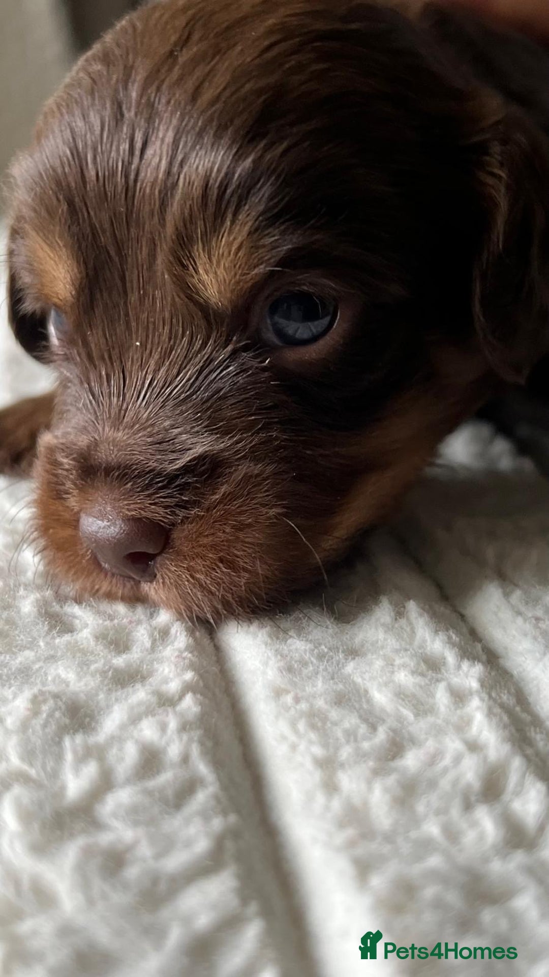 Jackapoo dogs for sale: 🐶🐾 F1 Minature Jackapoos 🐶🐾 - Image 21