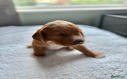 Cockerdor dogs for sale: Gorgeous Cockador puppies  - Image 4