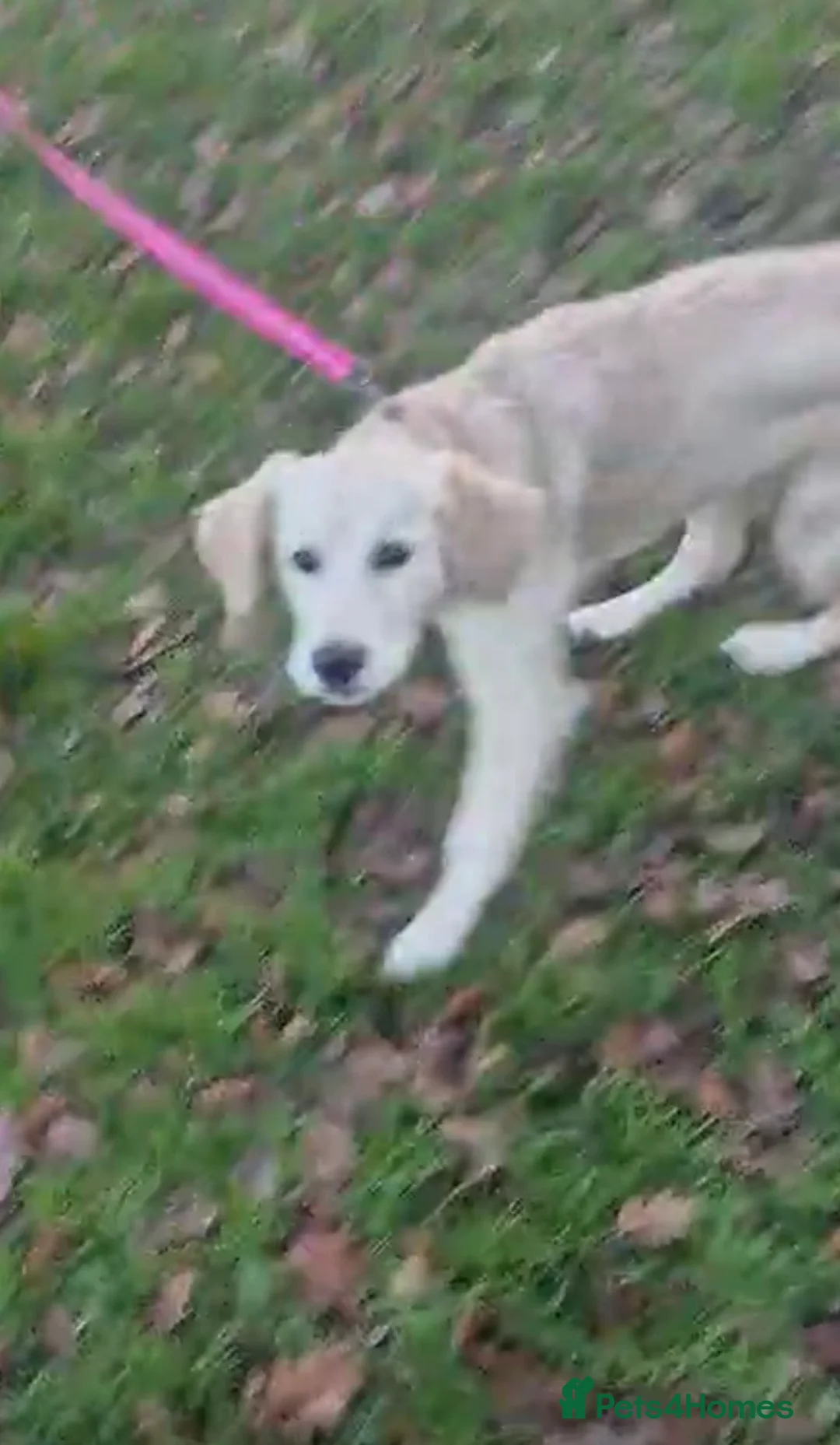 Golden Retriever dogs for sale: Golden Retriever female - Advert 4