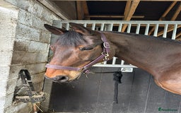 Irish Sports horses for sale: Happy Hacker / Companion  - Image 1