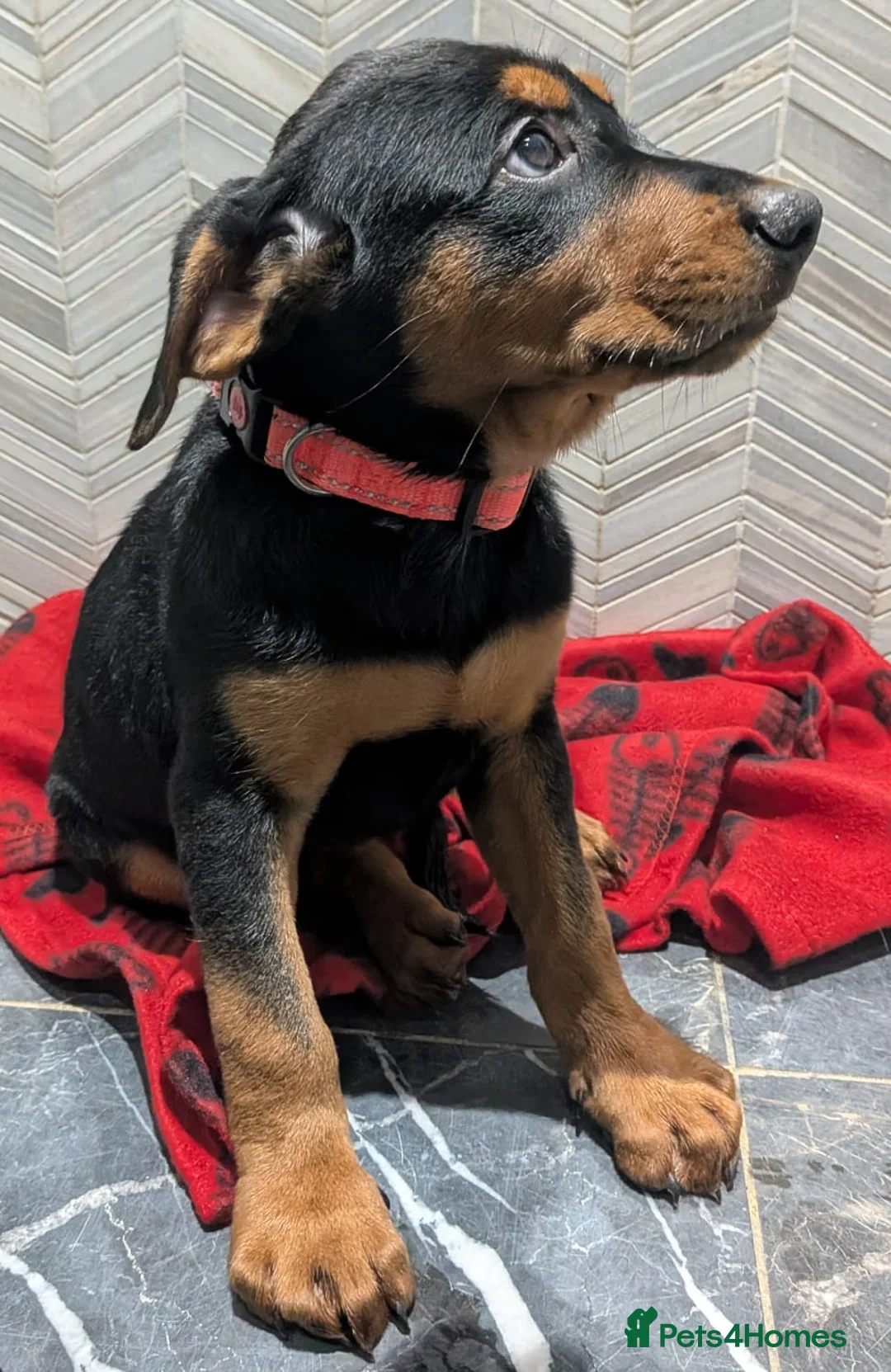 Mixed Breed dogs for sale: 2 Boys🐕🐾Kelpie x Chinese Red Dog - Advert 14