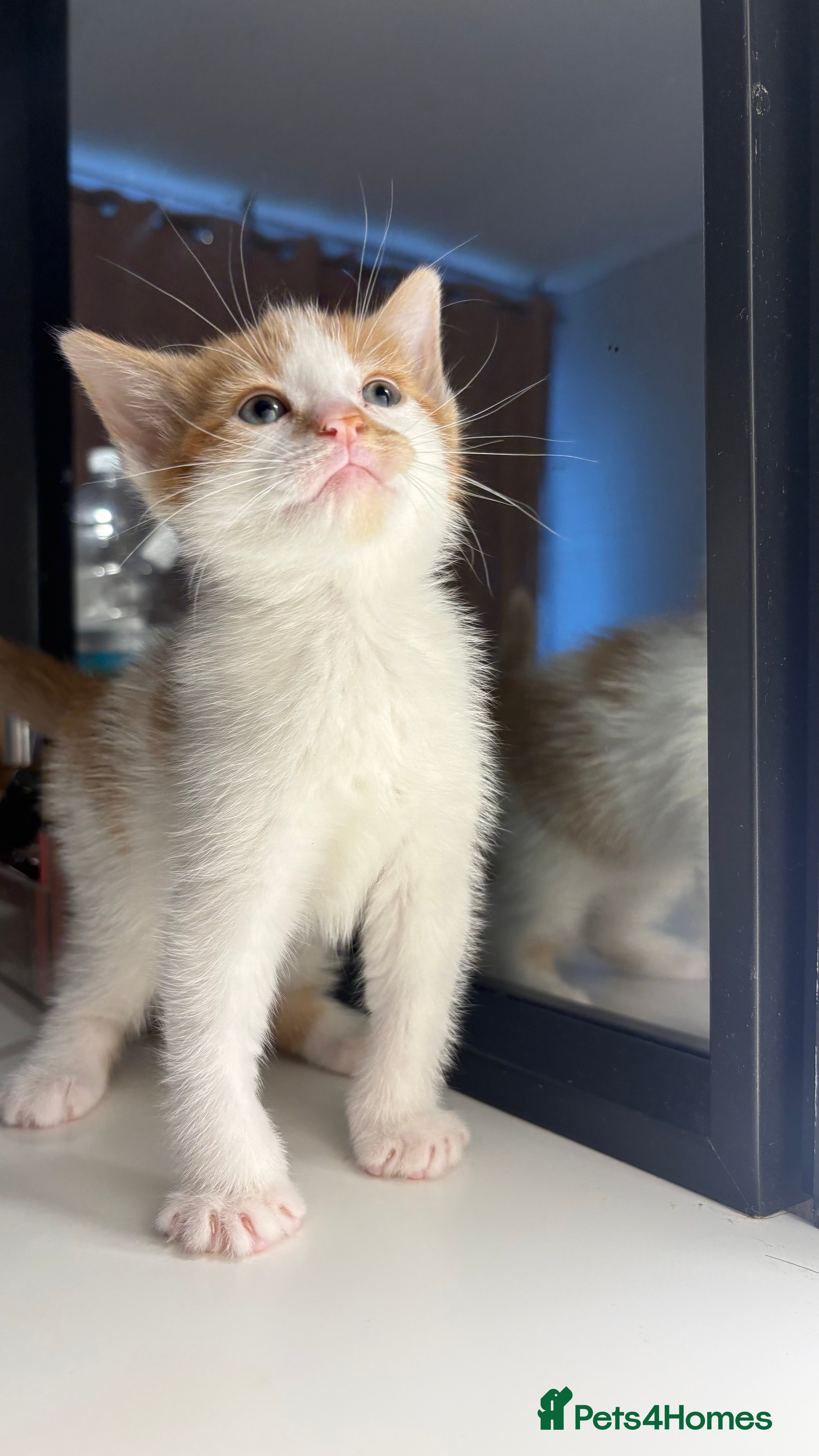 British Shorthair cats 6 beautiful kittens for sale  - Advert 1