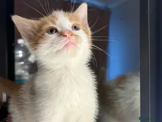 British Shorthair cats 6 beautiful kittens for sale - Advert 1