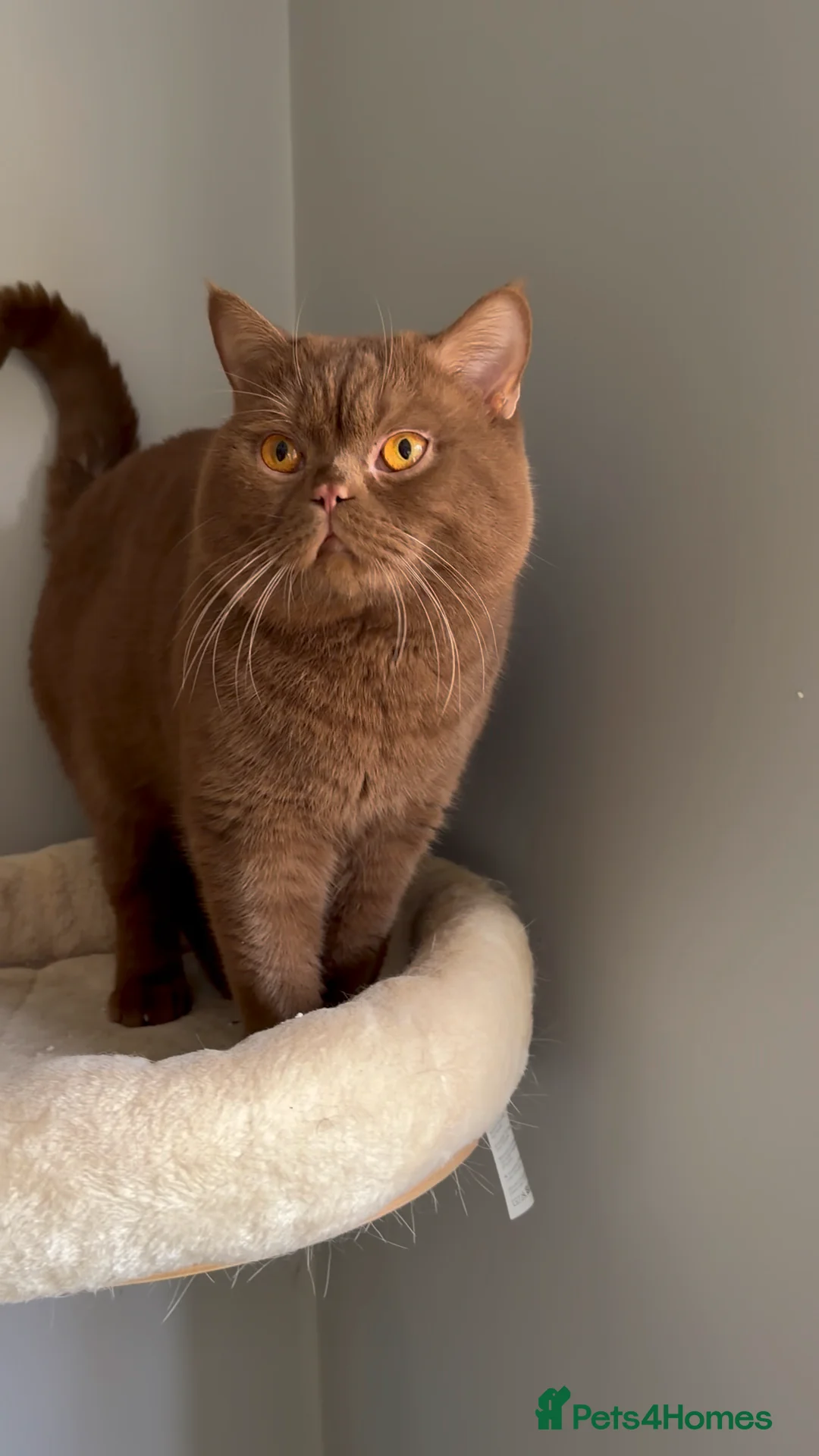 British Shorthair cats for stud: Health tested Cinnamon stud GCCF & TICA - Advert 2