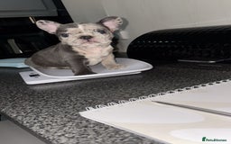 French Bulldog dogs for sale: MerlexIsabella puppy’s  - Image 2
