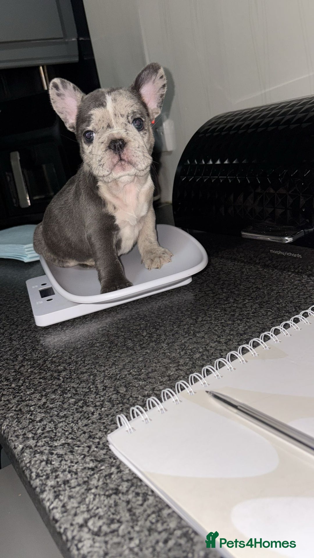 French Bulldog dogs for sale: MerlexIsabella puppy’s  - Image 2