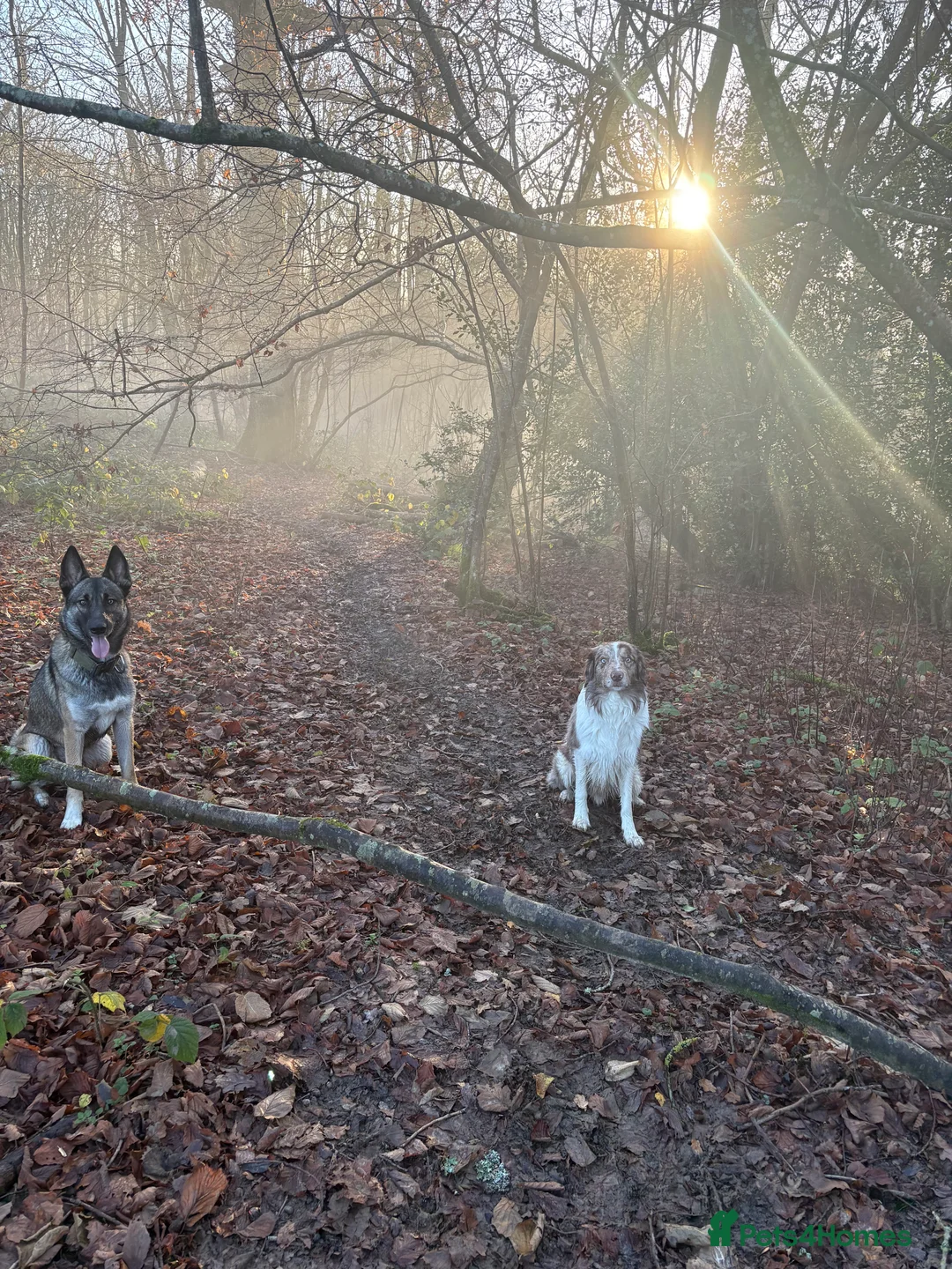 Mixed Breed dogs for sale: Lovely Mali x husky in need to active loving home  in Haywards Heath - Advert 4