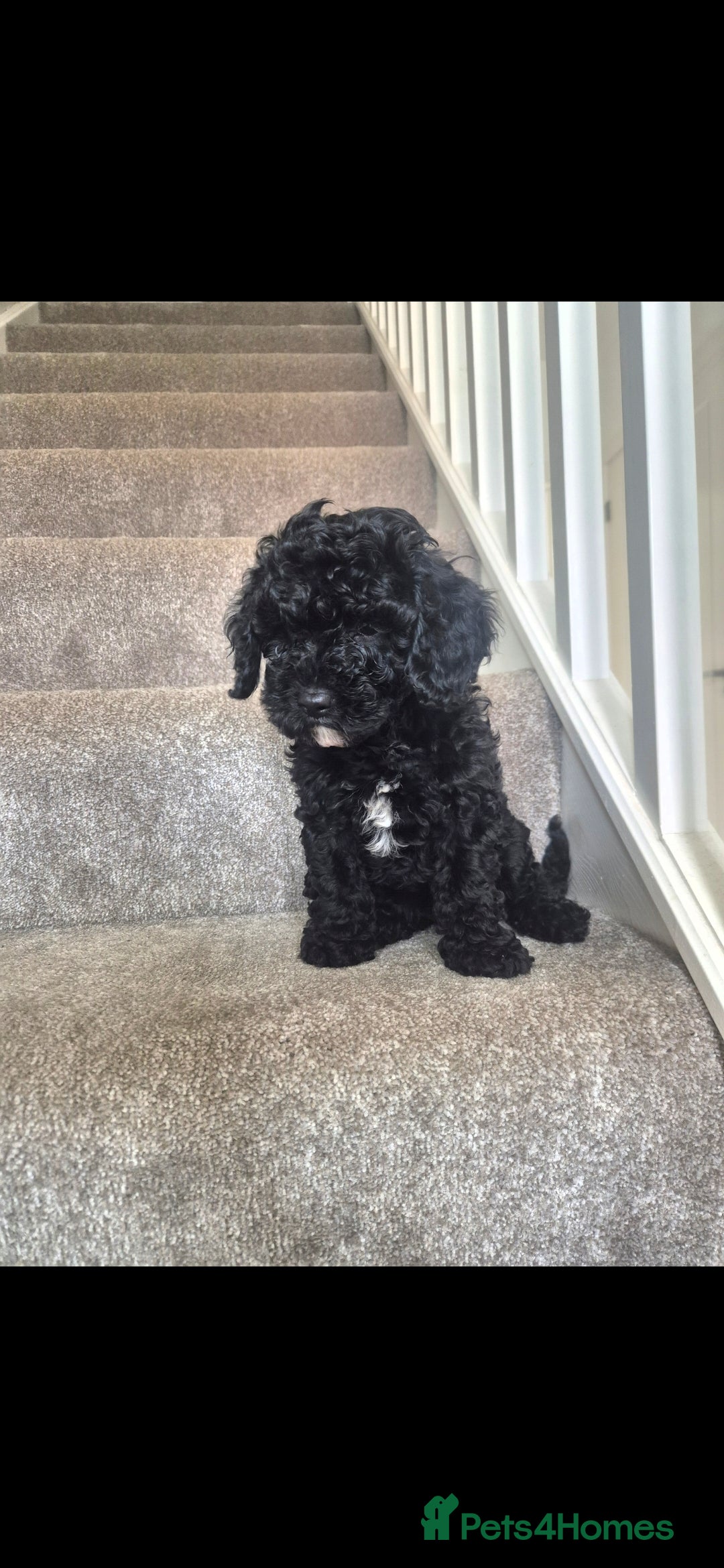 Cavapoo dogs READY TO LEAVE NOW F2 CAVAPOO GIRL - Advert 2