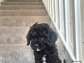 Cavapoo dogs READY TO LEAVE NOW F2 CAVAPOO GIRL - Advert 2