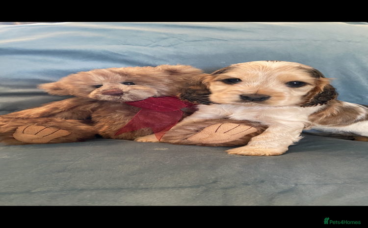 Cocker Spaniel dogs - Advert 1