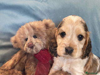 Cocker Spaniel dogs - Advert 3