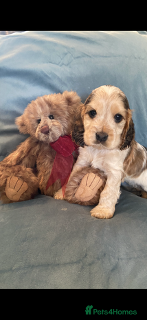 Cocker Spaniel dogs - Advert 1