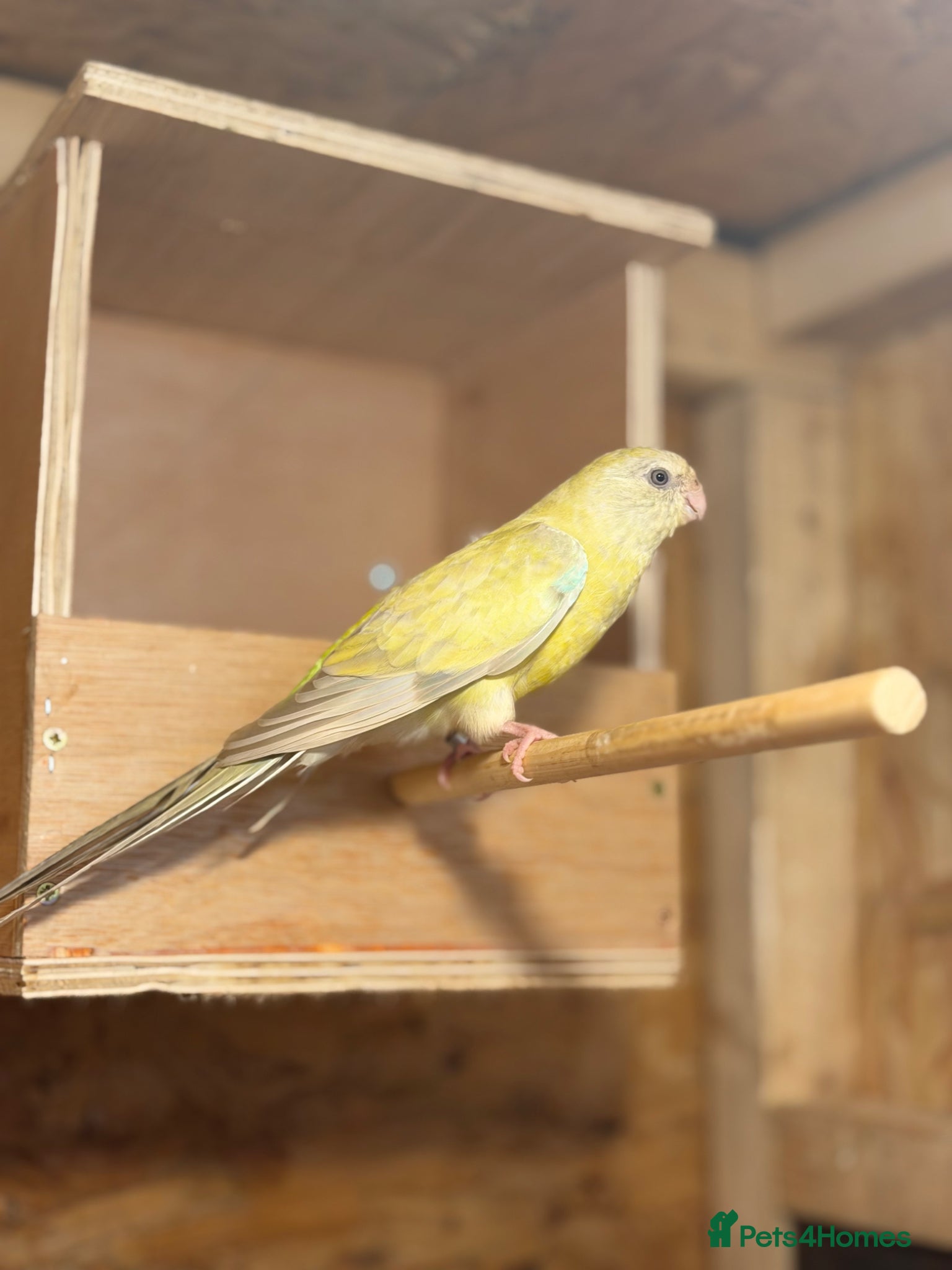 Parrots birds for sale: 2 pairs of redrumps for sale  in Wellingborough - Advert 5
