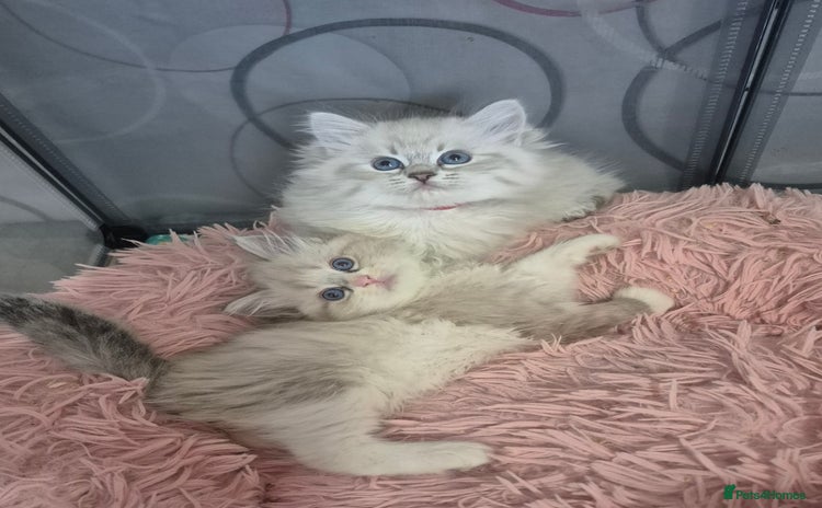 Siberian cats - Advert 3