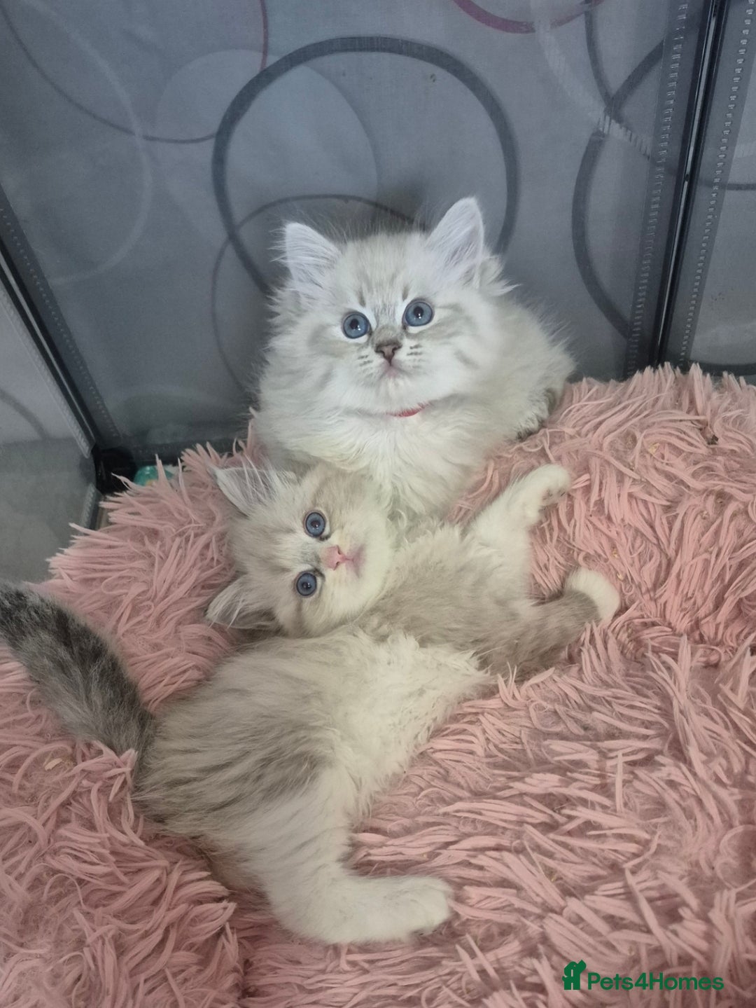 Siberian cats for sale: Pedigree Neva Masqurade/kittens - Image 1