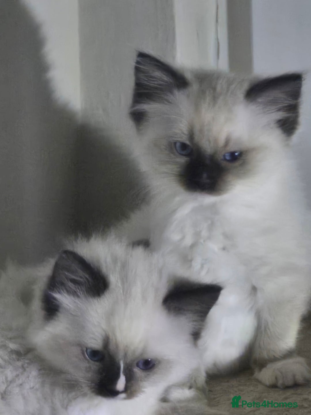 Ragdoll cats for sale: GCCF Reg. Ragdoll kittens Champion lines - Advert 10