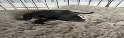 Mixed Breed dogs for sale: Staff x presa Canario pups - Advert 2