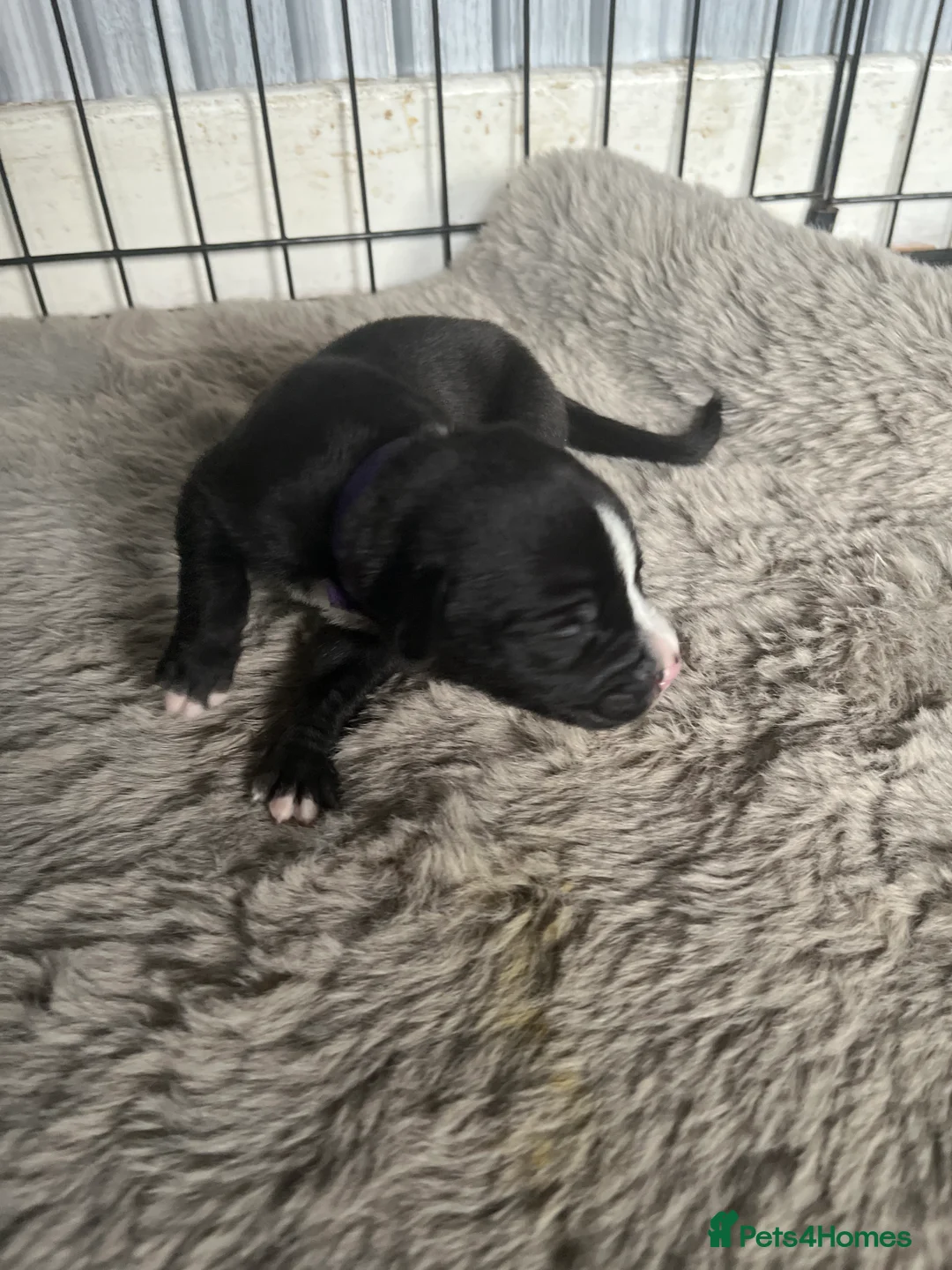 Mixed Breed dogs for sale: Staff x presa Canario pups - Advert 2
