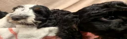 Cockapoo dogs for sale: 🐾 **Beautiful Miniature F1b Cockapoo Puppies **🐾 - Advert 15