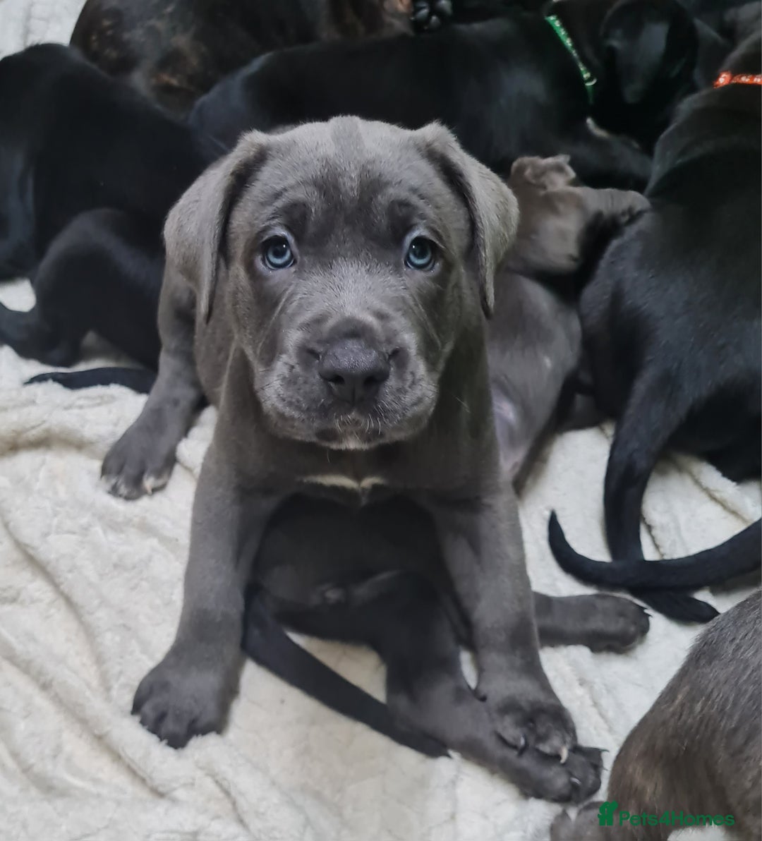 Mixed Breed dogs for sale: Presa canario - Advert 5