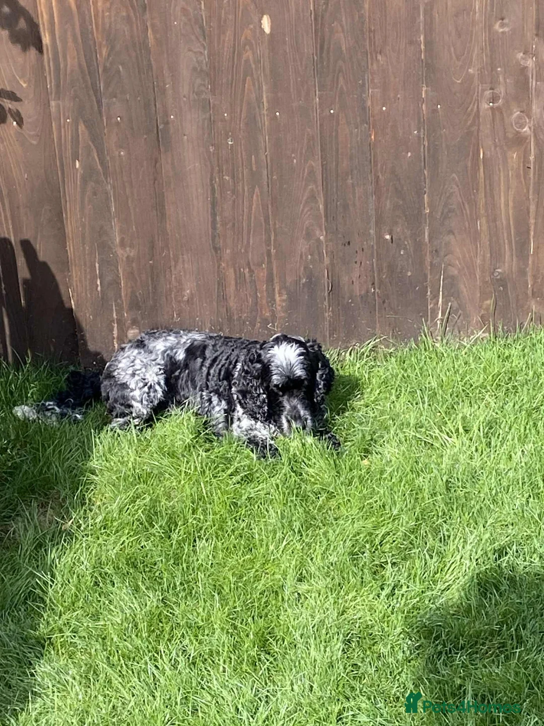 Cocker Spaniel dogs for sale: Ralph cocker spaniel  - Advert 5