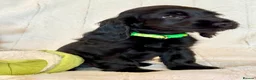 Cocker Spaniel dogs for sale: Health Tested KC Reg Showline Cocker Spaniel Pups - Advert 23