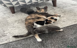 Domestic Shorthair cats for sale: Four kittens, 4 weeks old - Image 19