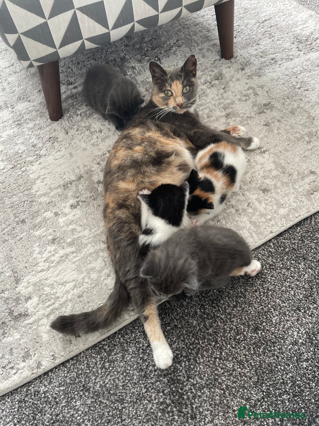 Domestic Shorthair cats for sale: Four kittens, 4 weeks old - Image 19