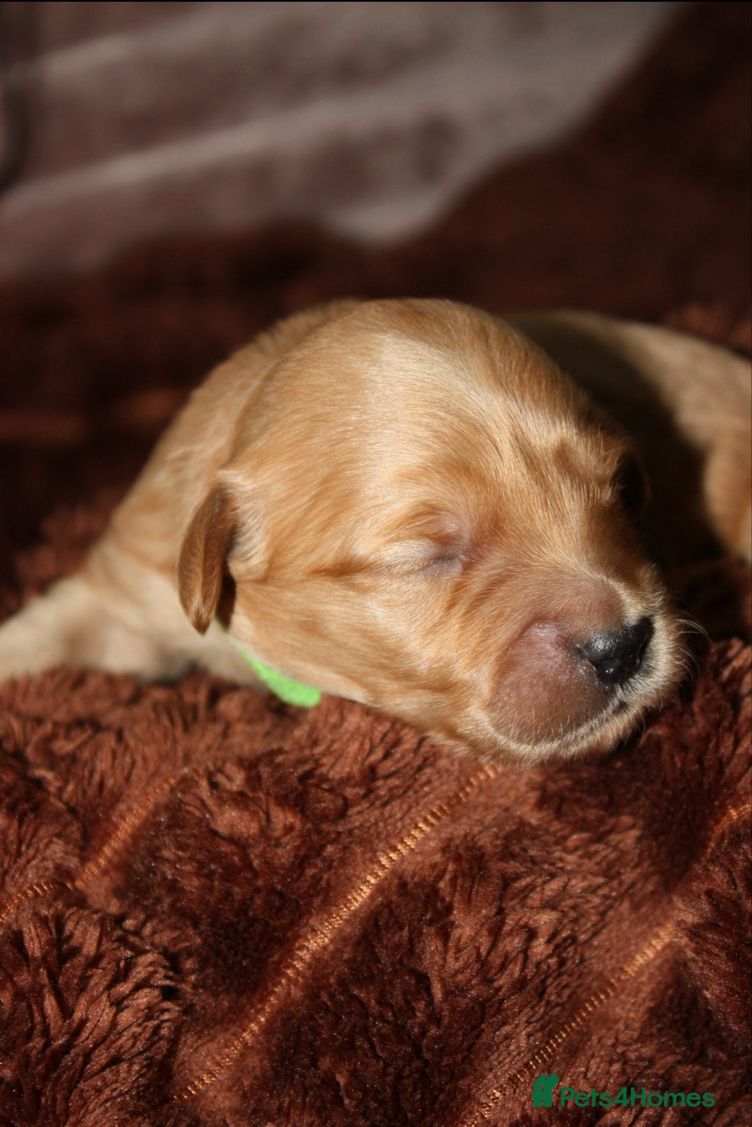 Goldendoodle dogs for sale: F1 Miniature goldendoodles  - Advert 11