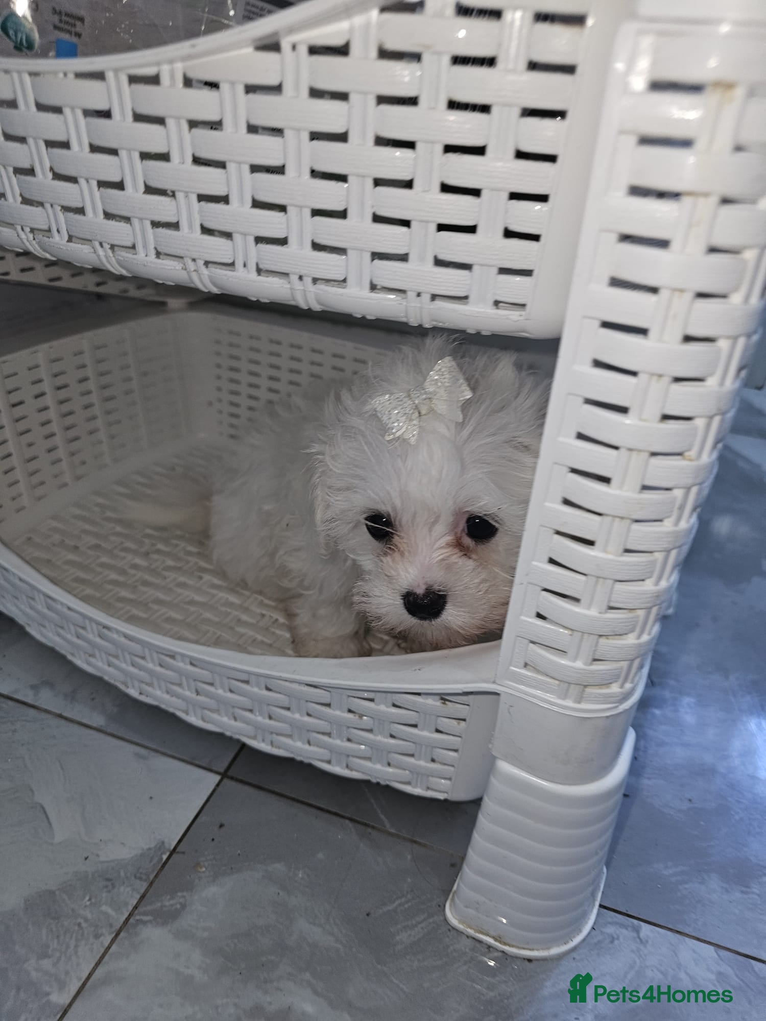 Maltese dogs 🐶 Adorable Maltese Puppies for Sale 🐶 - Advert 2
