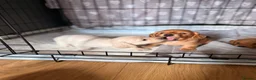 Miniature Dachshund dogs for sale: Miniature Long Haired Dachshund  - Advert 31