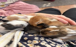 Mini Lop rabbits for sale: Indoor raised Mini lops and lion lops   - Image 4