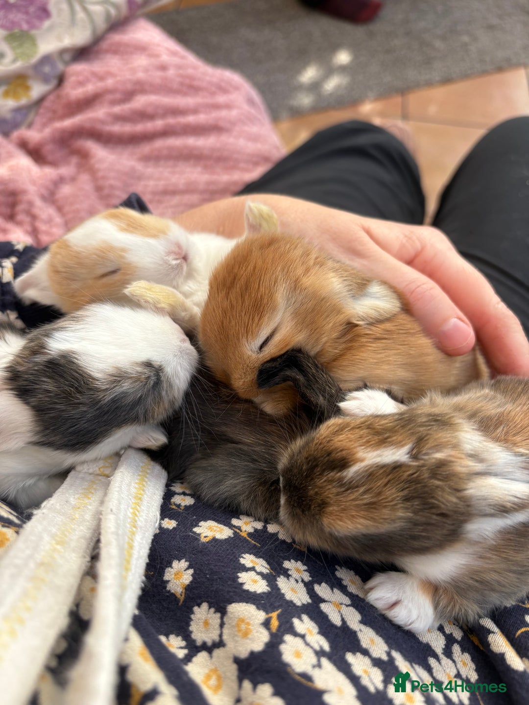 Mini Lop rabbits for sale: Indoor raised Mini lops and lion lops   - Image 4