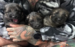 German Shepherd dogs for sale: Beautiful purebred German shepherd puppies - Image 28
