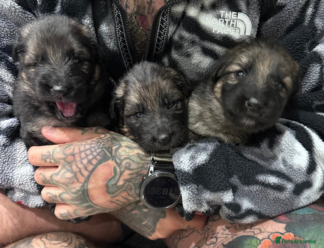 German Shepherd dogs for sale: Beautiful purebred German shepherd puppies - Image 28