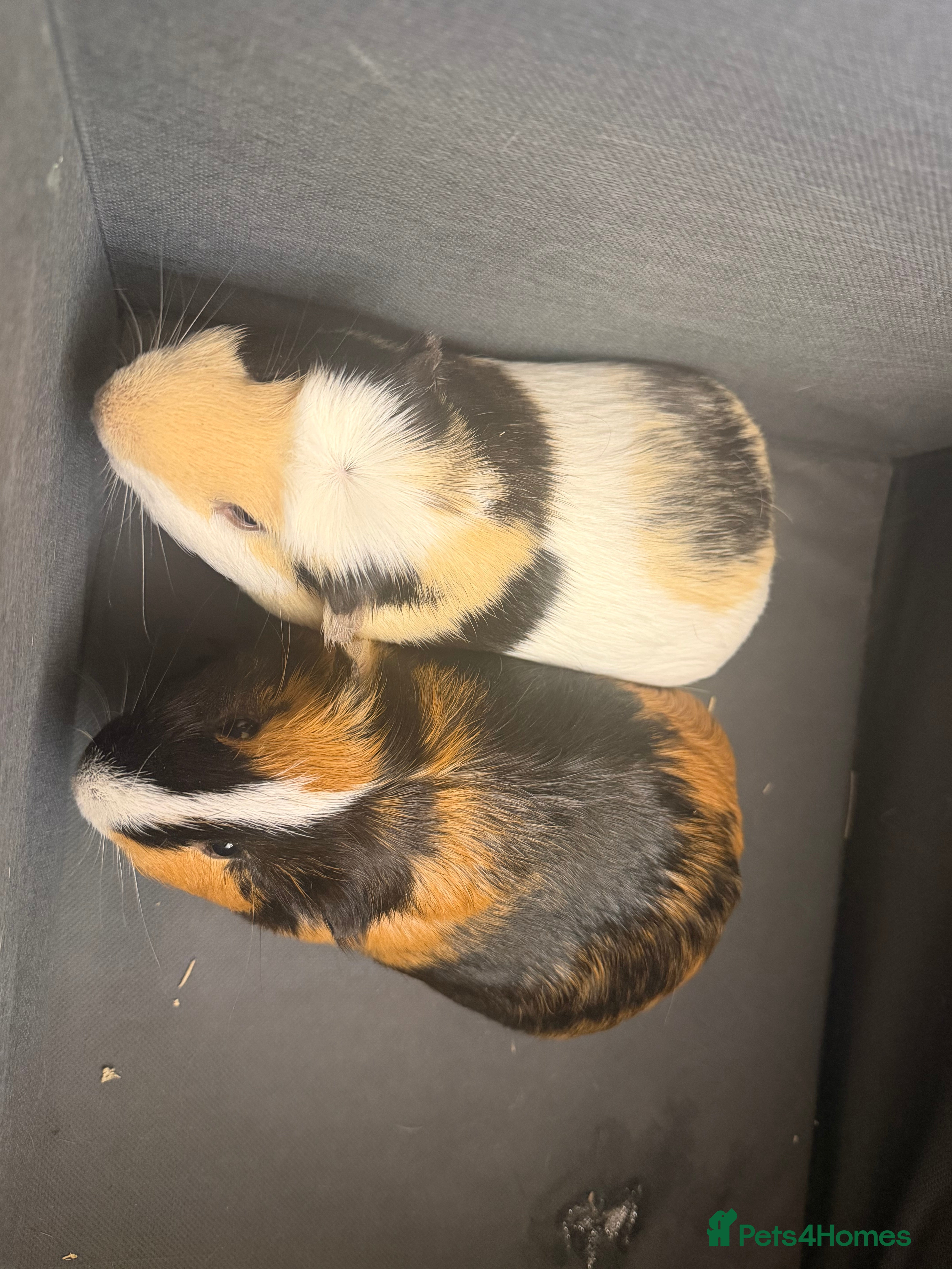 Guinea Pig rodents 2 brother’s Guinea pigs for sale  - Advert 3