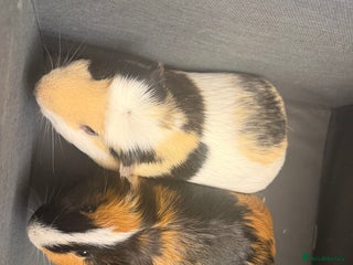 Guinea Pig rodents 2 brother’s Guinea pigs for sale - Advert 12