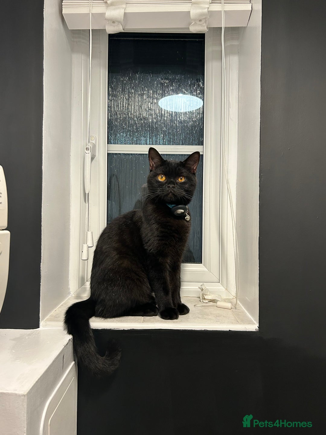 British Shorthair cats for sale: Young Male British Shorthair (Indoor Cat) - Image 9