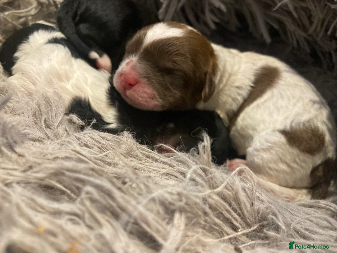 Shihpoo dogs for sale: The wait is over toy shihpoo puppies  - Image 9