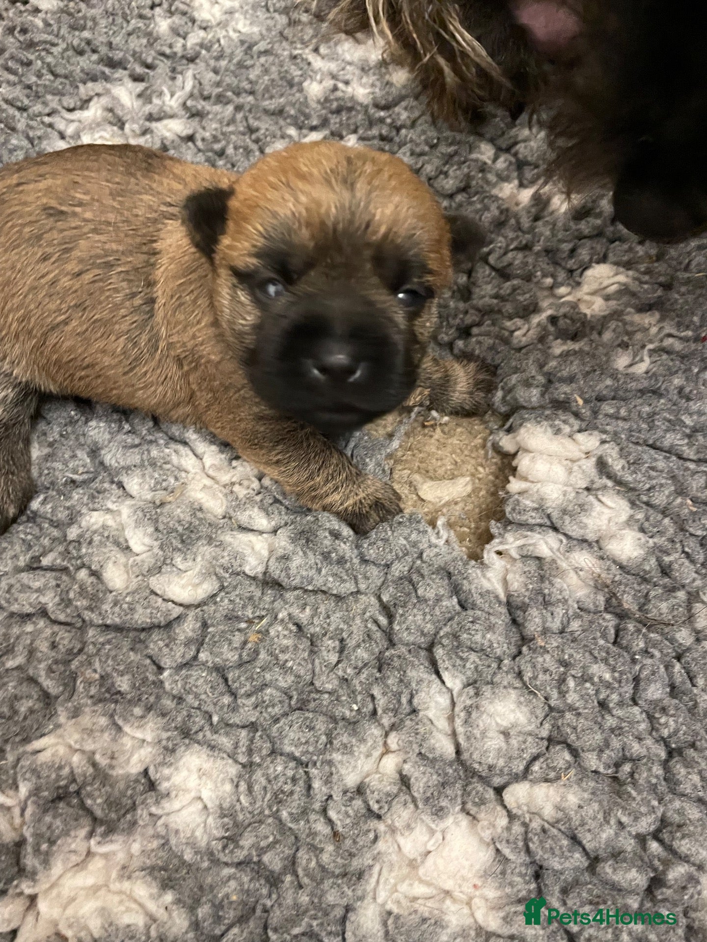 Cairn Terrier dogs Quality KC reg Cairn Terrier pups  - Advert 2