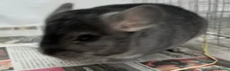 Chinchilla rodents for sale: Chipper, fabulously tame Standard boy  - Advert 2