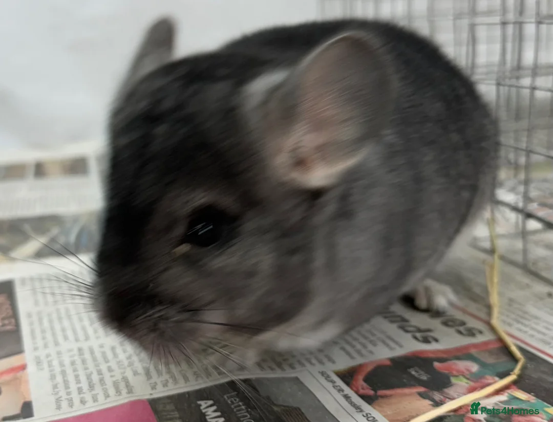 Chinchilla rodents for sale: Chipper, fabulously tame Standard boy  - Advert 2