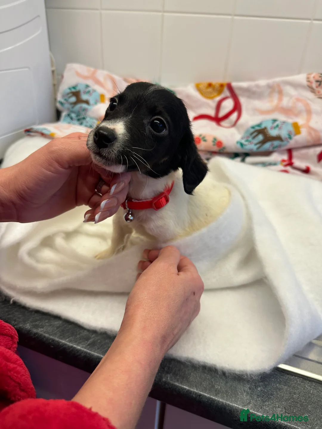 Jack Russell dogs for sale: 5 beautiful Jack russel puppies  - Advert 6